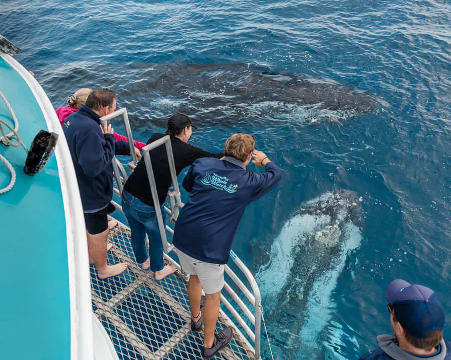 Hervey Bay: Humpback Whale-Watching Half-Day Cruise - Finding humpbacks in the Hervey Bay waters