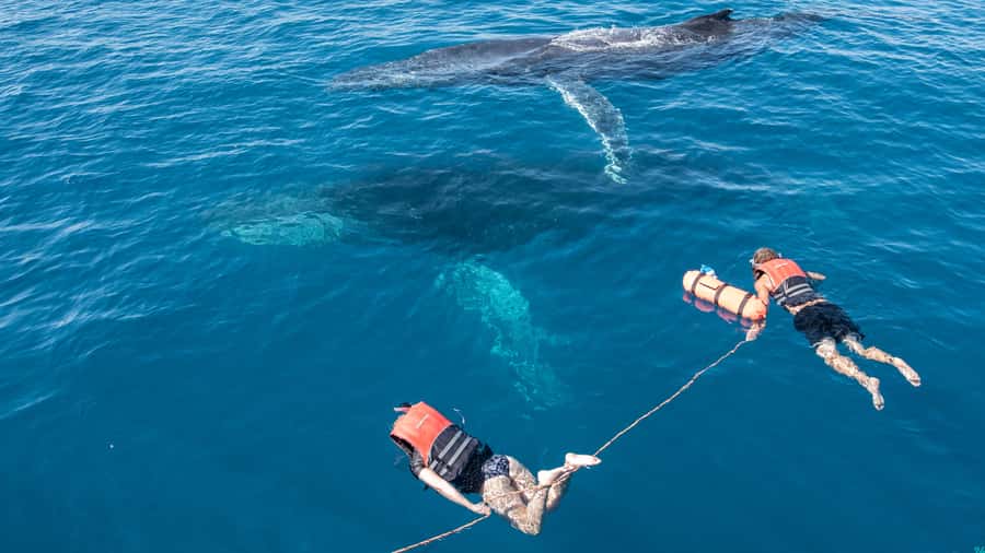 Hervey Bay: Humpback Whale-Watching Half-Day Cruise - Photography from the waterline to the rooftop