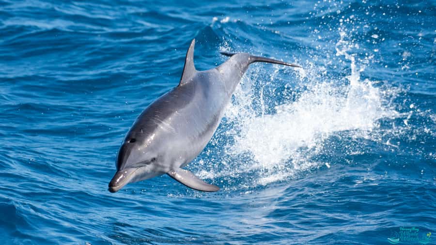 Hervey Bay: Humpback Whale-Watching Half-Day Cruise - Food, comfort, and the four-hour pace