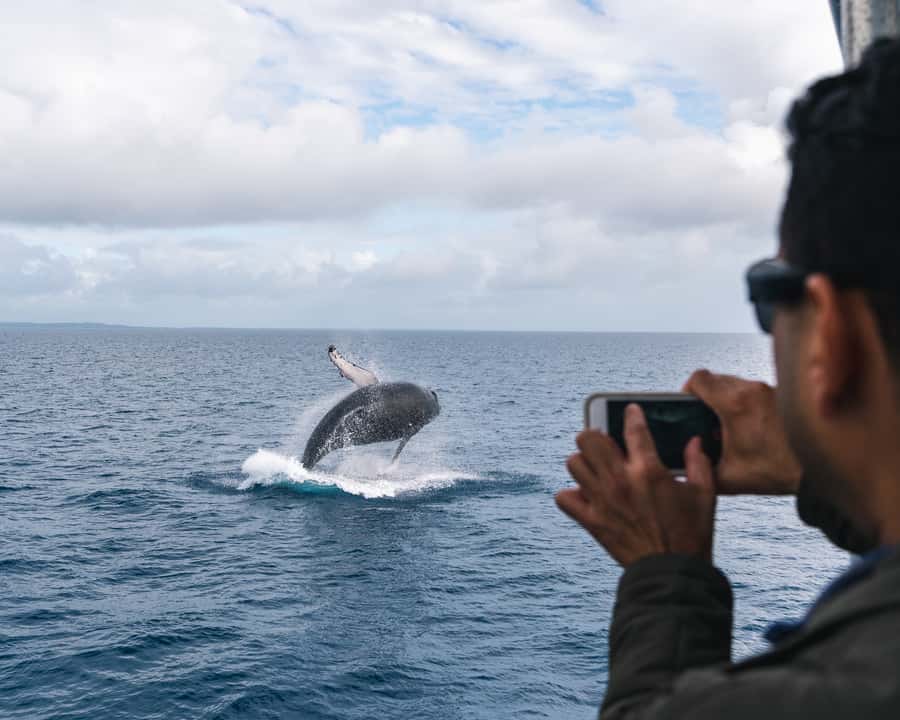 Hervey Bay: Humpback Whale-Watching Half-Day Cruise - What can go wrong, and how to plan around it