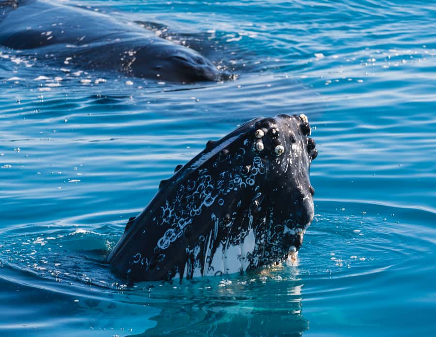 Hervey Bay: Humpback Whale-Watching Half-Day Cruise - The run toward the whales and Fraser Island