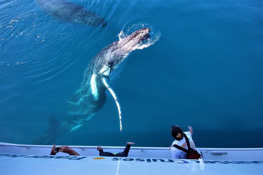 Hervey Bay: Pre-season Whale and Dolphin Watching Cruise - Key points before you book