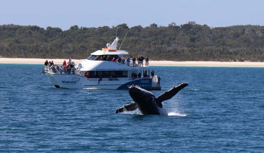Hervey Bay: Pre-season Whale and Dolphin Watching Cruise - A catamaran made for watching, not just transport