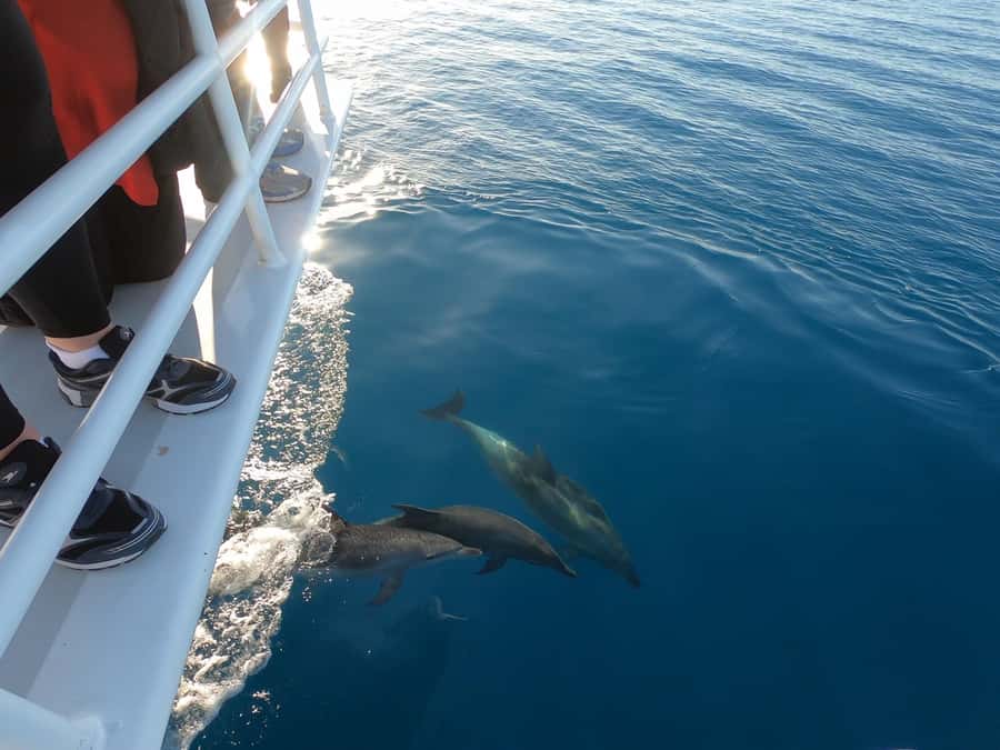 Hervey Bay: Pre-season Whale and Dolphin Watching Cruise - Morning tea, lunch, and a bar on the water