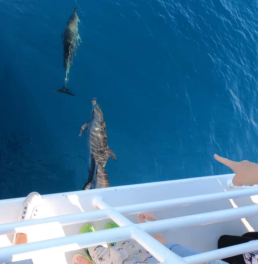 Hervey Bay: Pre-season Whale and Dolphin Watching Cruise - How the weather can change your day
