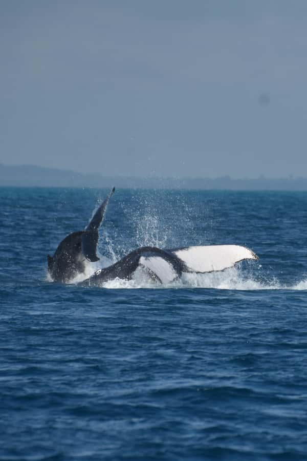 Hervey Bay: Pre-season Whale and Dolphin Watching Cruise - Is $102 good value for five hours?