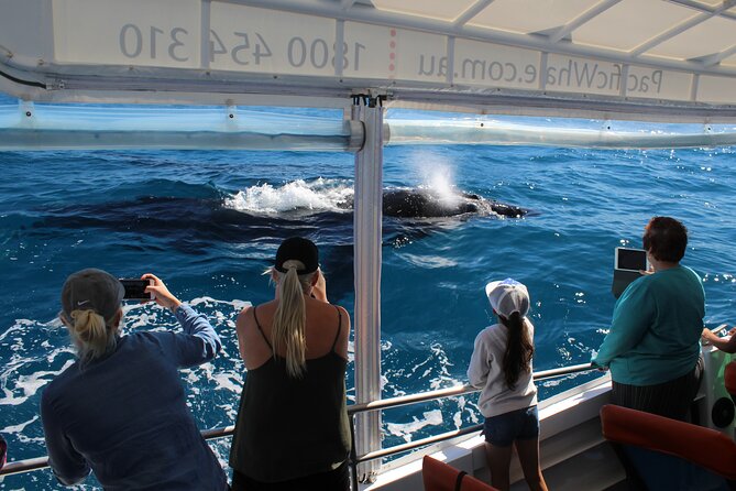 Hervey Bay Ultimate Whale Watching Cruise - Key points to know before booking