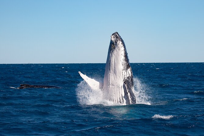 Hervey Bay Ultimate Whale Watching Cruise - Searching for humpbacks in Hervey Bay