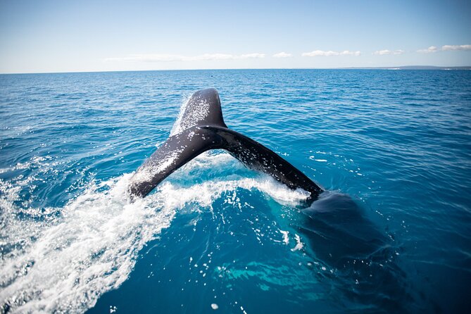 Hervey Bay Ultimate Whale Watching Cruise - The crew, commentary, and conservation message