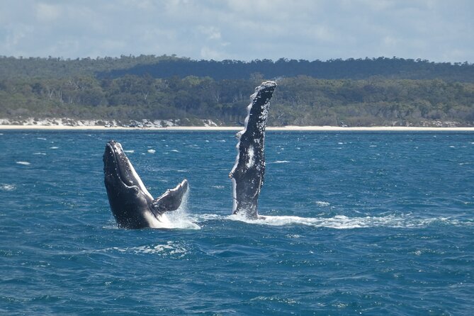 Hervey Bay Ultimate Whale Watching Cruise - Booking, weather, and cancellation details