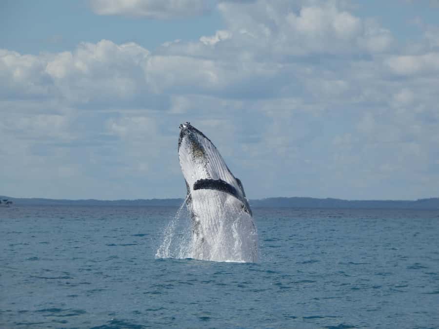 Hervey Bay: Ultimate Whale Watching Experience - Key points before you book