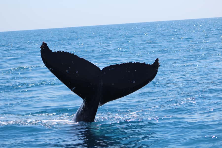 Hervey Bay: Ultimate Whale Watching Experience - Should you book the Ultimate Whale Watching Experience?