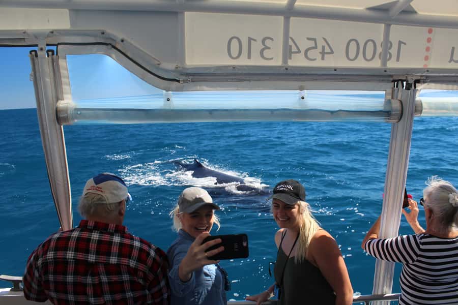 Hervey Bay: Ultimate Whale Watching Experience - From Urangan Marina to Platypus Bay