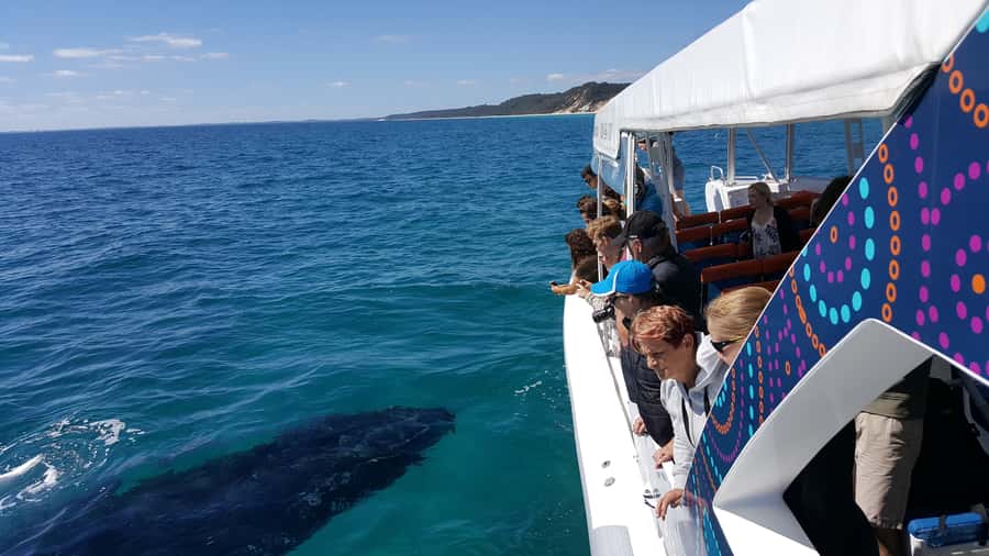 Hervey Bay: Ultimate Whale Watching Experience - What the three-hour trip feels like