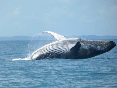 Hervey Bay: Ultimate Whale Watching Experience