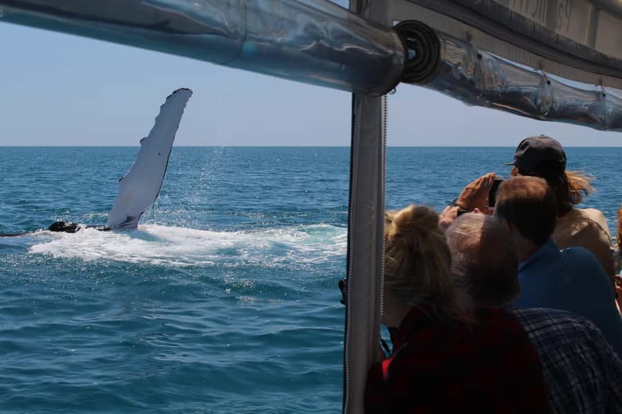 Hervey Bay: Ultimate Whale Watching Experience - Marine science you can actually hear