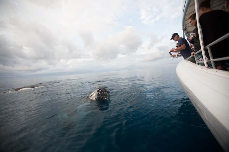 Hervey Bay: Ultimate Whale Watching Experience - Snacks, seating, and practical comfort