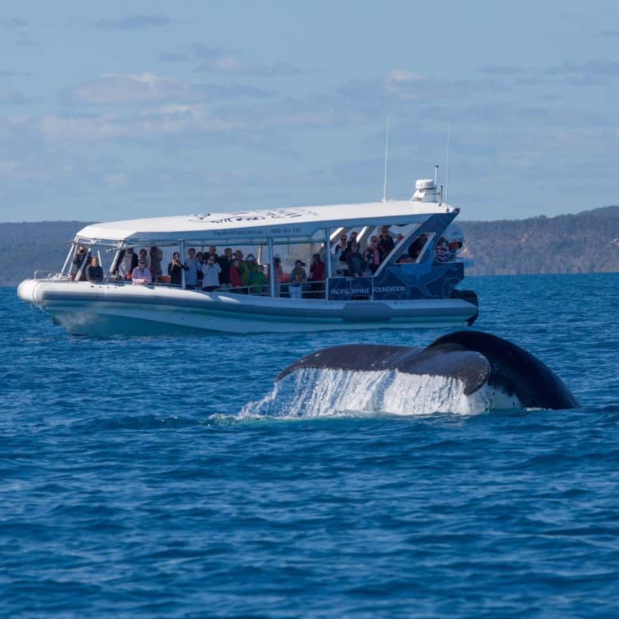 Hervey Bay: Ultimate Whale Watching Experience - Who will enjoy this whale watch most