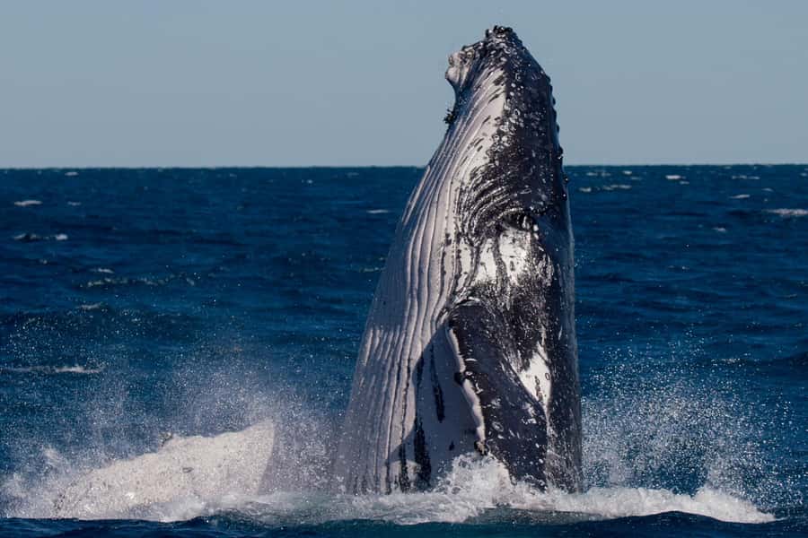 Hervey Bay: Ultimate Whale Watching Experience - How to make the most of the morning or afternoon