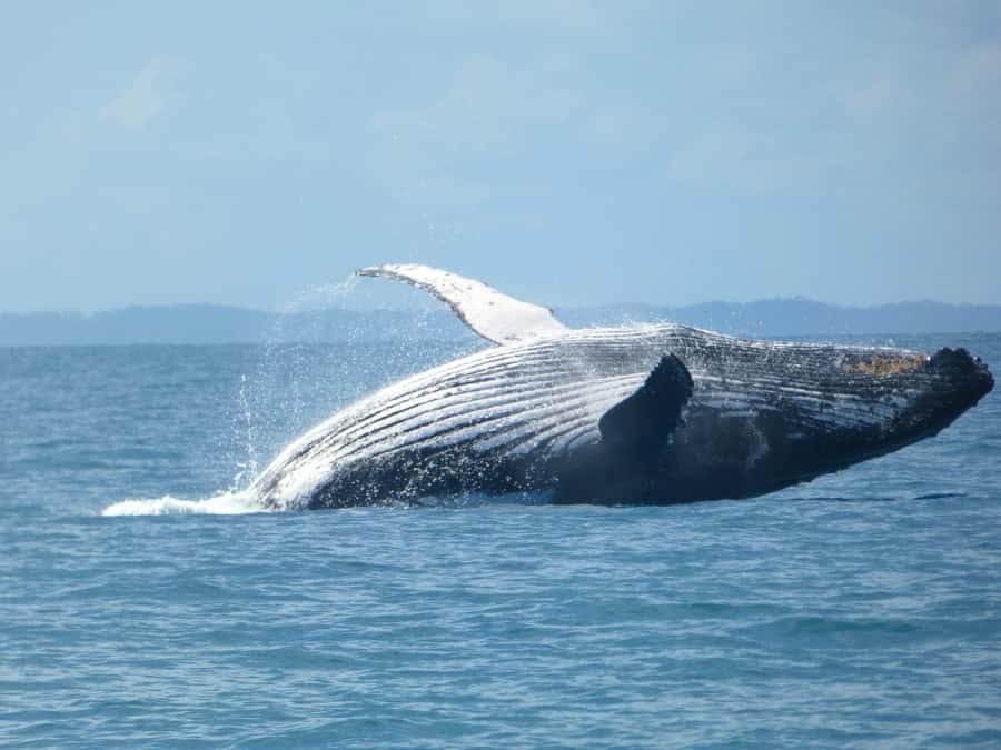 Hervey Bay: Ultimate Whale Watching Experience - Why Platypus Bay is more than a whale backdrop
