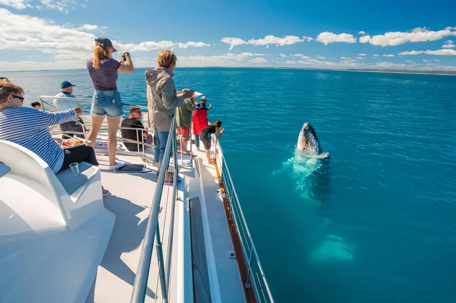 Hervey Bay Whale Odyssey Cruise - Key points before you book