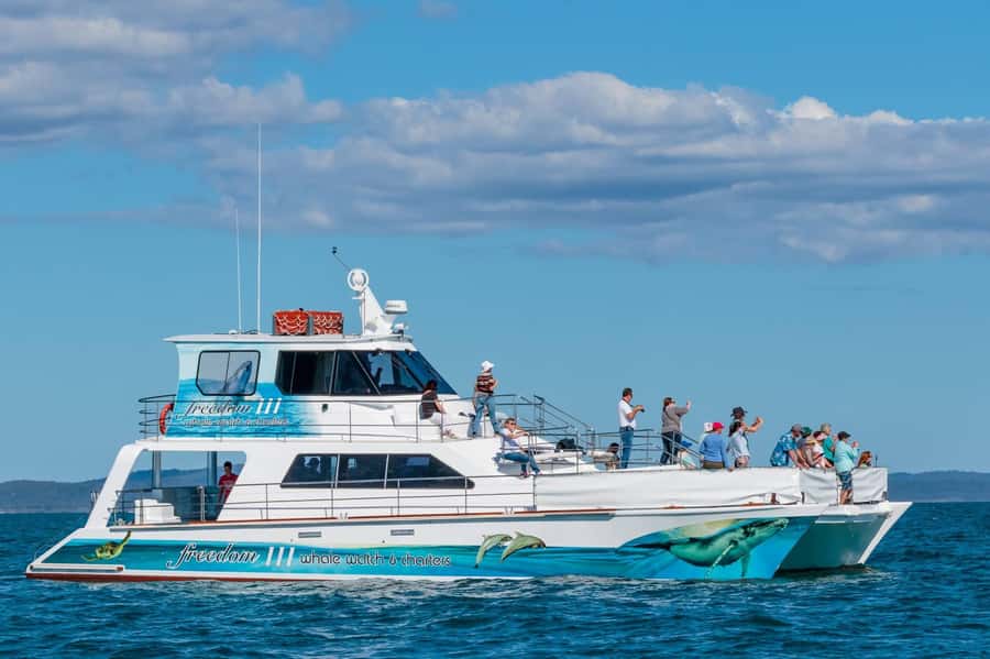 Hervey Bay Whale Odyssey Cruise - Why Hervey Bay is made for whale watching