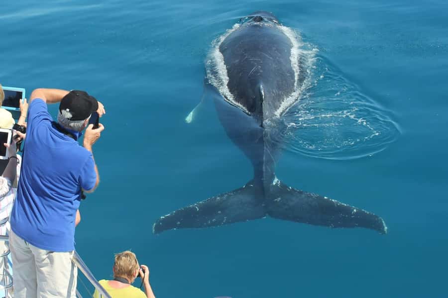 Hervey Bay Whale Odyssey Cruise - What the whale encounters can really be like