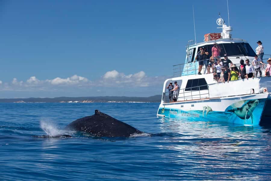 Hervey Bay Whale Odyssey Cruise - Three viewing levels and a comfortable boat