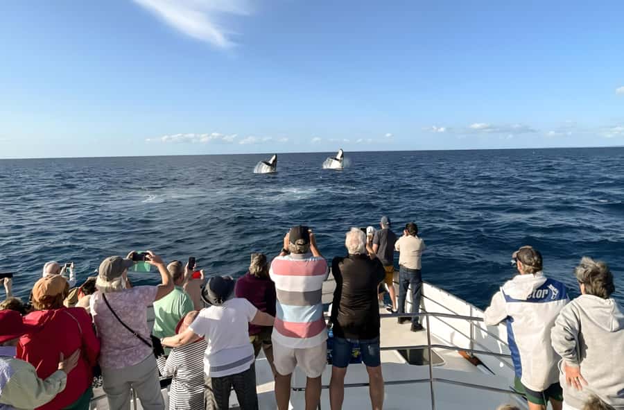 Hervey Bay Whale Odyssey Cruise - The food makes the $138 price easier to justify