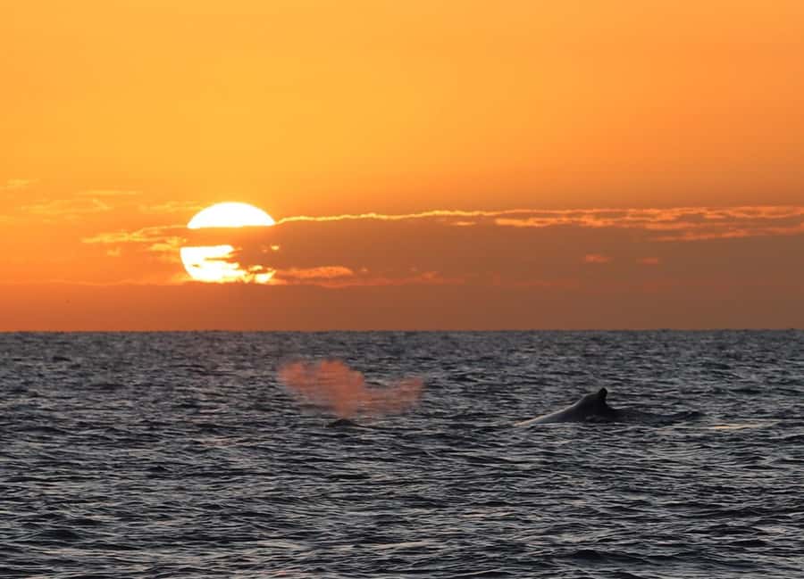 Hervey Bay Whale Odyssey Cruise - K’gari views and quiet time between sightings