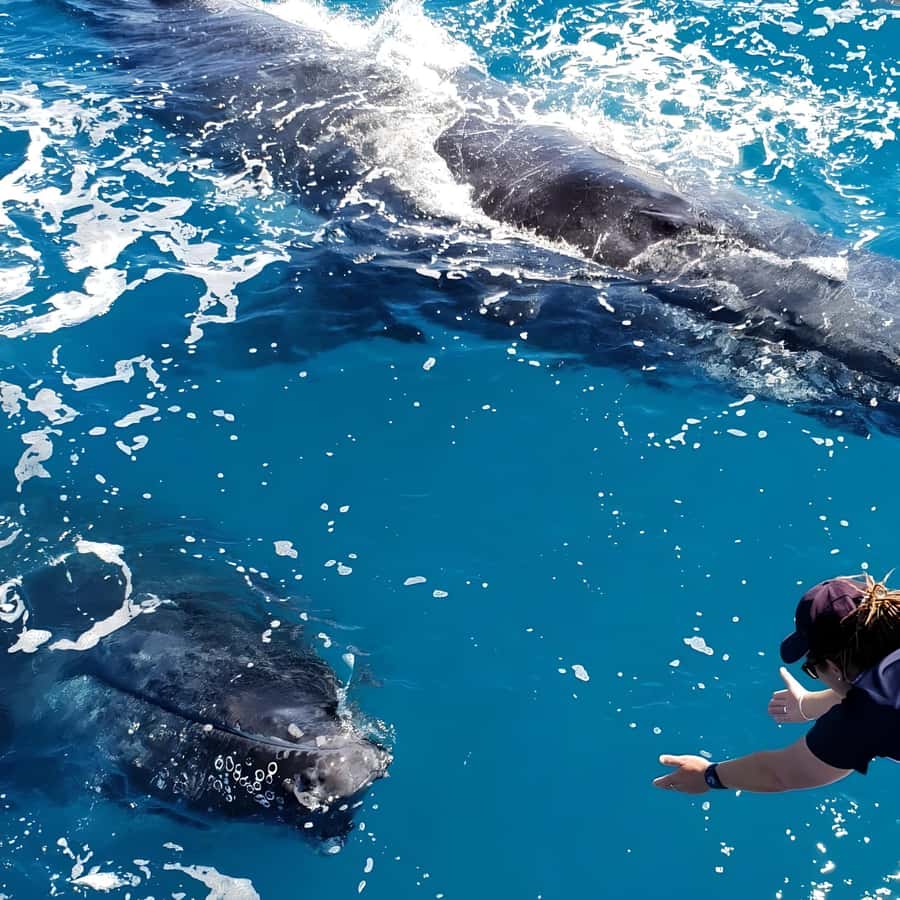 Hervey Bay Whale Odyssey Cruise - Practical tips for getting the best day