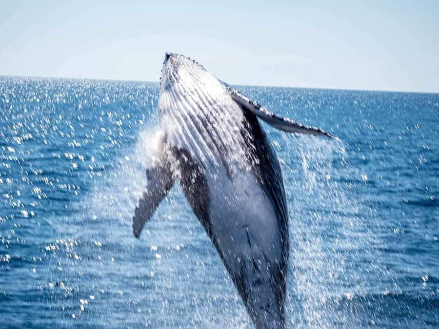 Hervey Bay Whale Odyssey Cruise - Should you book the Hervey Bay Whale Odyssey Cruise?