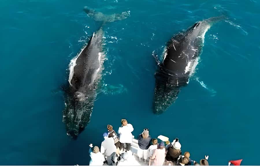 Hervey Bay Whale Odyssey Cruise - A six-hour day that does not feel rushed
