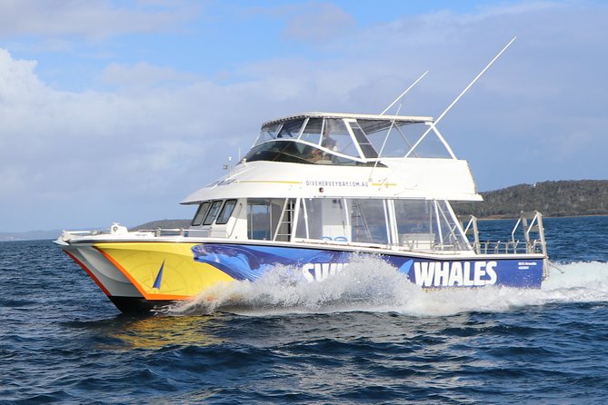 Hervey Bay Whale Swim and Watch - Key points before you book