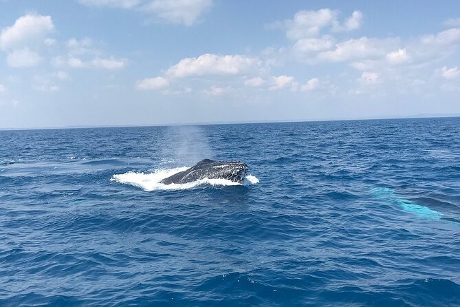 Hervey Bay Whale Swim and Watch - Setting out from Urangan for a six-hour whale day
