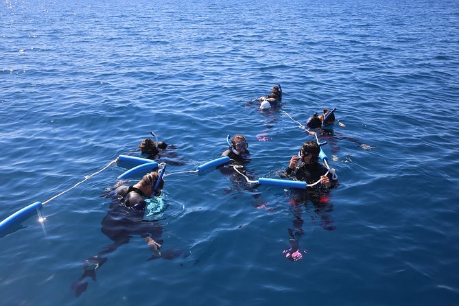 Hervey Bay Whale Swim and Watch - Entering the water on the mermaid line