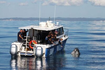 Hervey Bay Whale Swim and Watch