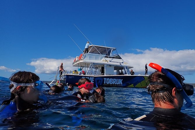Hervey Bay Whale Swim and Watch - Why boat sightings may be better than the swim