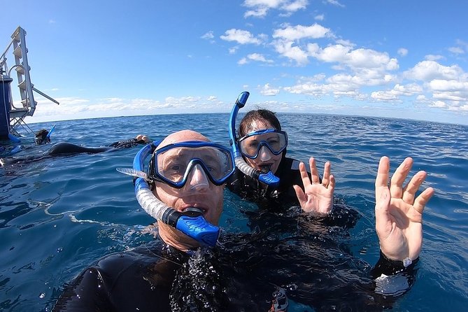 Hervey Bay Whale Swim and Watch - How the crew shapes the day