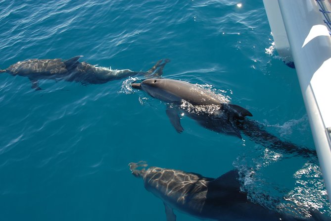 Hervey Bay Whale Swim and Watch - Weather, visibility, and the parts nobody can schedule