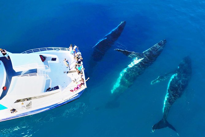 Hervey Bay Whale Watching Cruise - Key details before you book