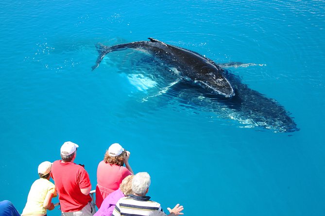 Hervey Bay Whale Watching Cruise - The catamaran makes whale watching easier