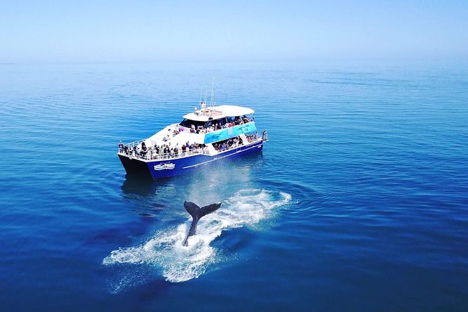 Hervey Bay Whale Watching Cruise - Hydrophones add another sense to the trip