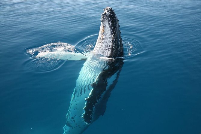 Hervey Bay Whale Watching Cruise - Food and drinks during the four hours