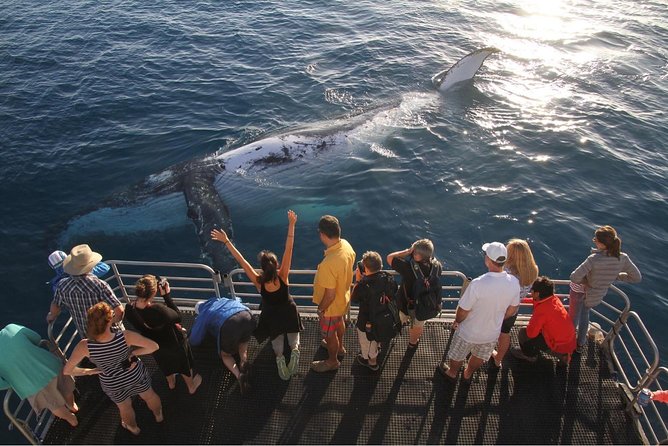Hervey Bay Whale Watching Cruise - Weather, swell, and seasickness