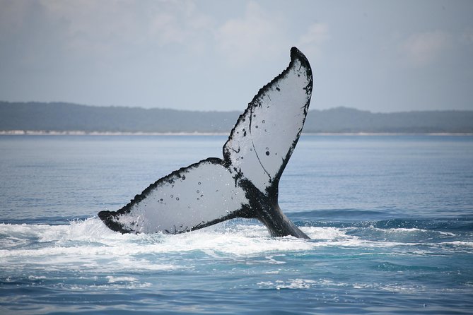 Hervey Bay Whale Watching Cruise - Is $105.09 good value?