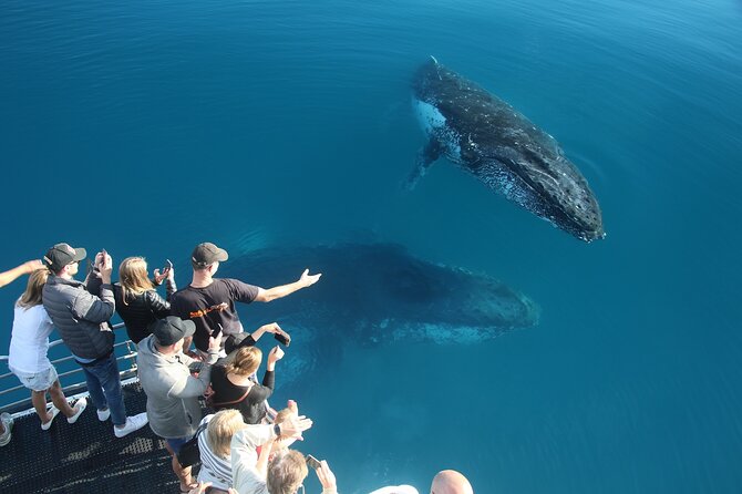 Hervey Bay Whale Watching Cruise - Is $111.17 good value?
