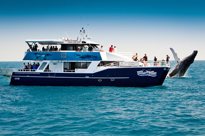 Hervey Bay Whale Watching Cruise - Watching humpback whales in Hervey Bay
