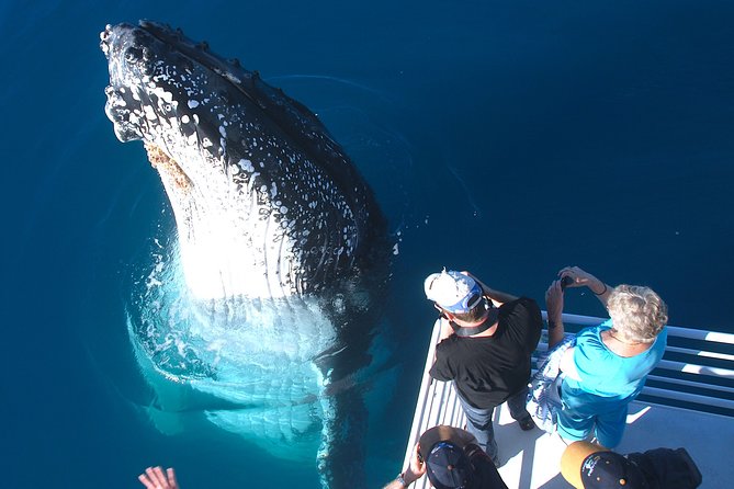 Hervey Bay Whale Watching Experience - Setting out from Great Sandy Straits Marina