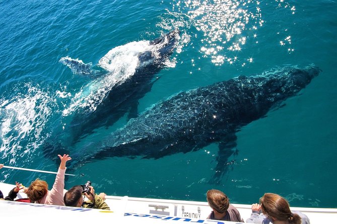 Hervey Bay Whale Watching Experience - Listening underwater with the hydrophone